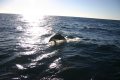 Pacific White-sided Dolphin